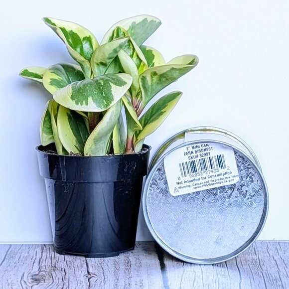 🌿 Trader Joe's 3" Mini Can Food Planter w/ Foliage -NWT - Picture 4 of 6